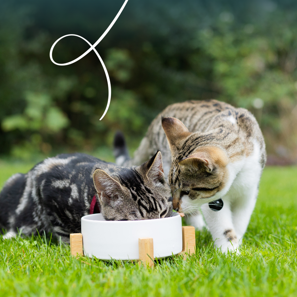 9042_9041 - Yarrah Cat Wet Food Alu Chunks Chicken & Turkey - 8714265290350 - 4.webp