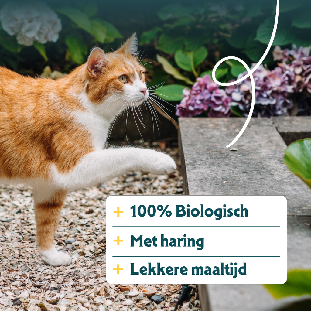 17001 - Yarrah Cat Dry Food Adult Chicken & Fish 2,4kg - 8714265000096 - 5.webp