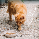 17001 - Yarrah Cat Dry Food Adult Chicken & Fish 2,4kg - 8714265000096 - 6.webp