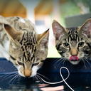 8136 - Yarrah Cat Wet Food Pouch Chicken - 8714265000829 - 4.webp