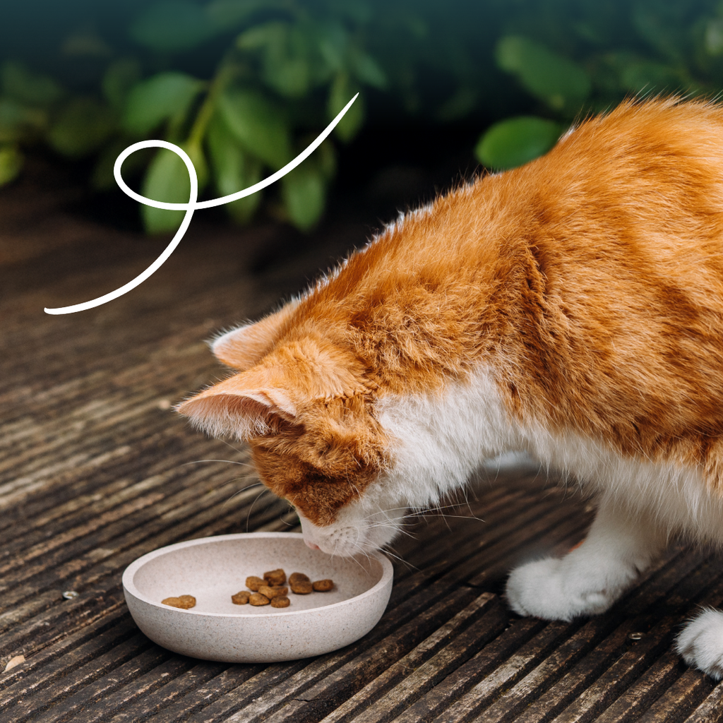 17007 - Yarrah Cat Dry Food Sterilised Chicken 700g - 8714265000195 - 6.webp