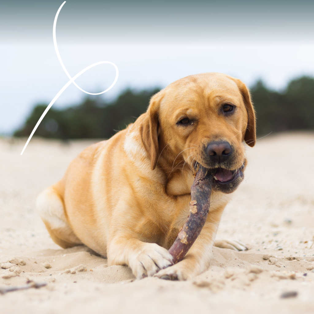 7190H - Yarrah Dog Wet Food Can Chunks Chicken 800g - 8714265071904 - 4.webp